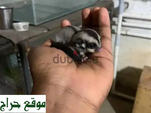 فرصة ذهبية: زوج شوجر قلايدر رائع للبيع (ذكر أبيض نادر وأنثى بنية) مع القفص - ١٢٠ دينار فقط!