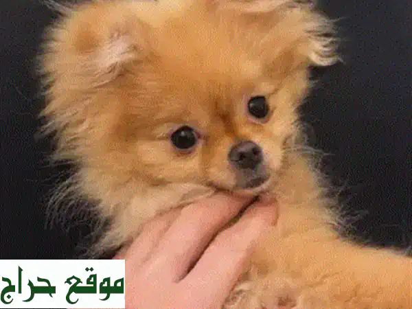 فرصة لا تعوض! جرو جولدن ريتريفر أصيل ومحب جاهز لمنزلكم في لبنان