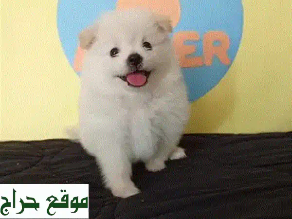 جرو بيتبول أزرق أصيل للبيع: رفيقك المثالي بانتظارك! كلاب بيتبول نقية عالية الجودة (ذكور وإناث)