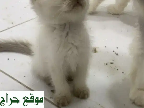 فرصة مميزة: قطة هيمالايا صغيرة ساحرة للبيع |...