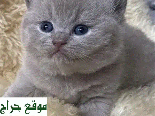 قطط مين كون صغيرة للبيع: رفقاء العمر الأوفياء لعائلتك! (WhatsApp)