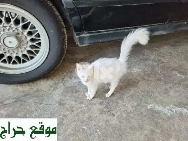 فرصة تبني: قطة بيضاء صغيرة (3 أشهر) بحاجة لمنزل دافئ في أنفه، شمال لبنان!