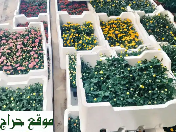 حديقتك الخضراء تبدأ من هنا! مشتل وتنسيق حدائق | زهور، أشجار، نخيل، ري أوتوماتيكي وتوصيل