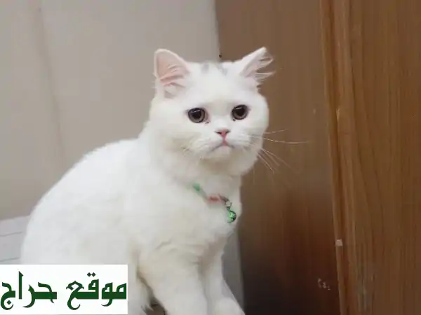 تبحث عن رفيق؟ قط مميز ونشيط (5 أشهر) بصحة مثالية...