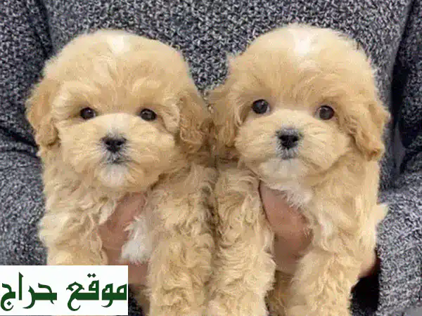 جرو مالتي بو بيور حجم صغير | مستورد أوكراني |...