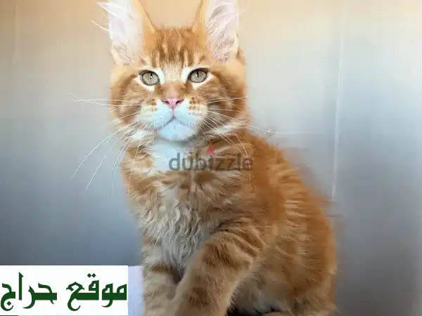 قطط مين كون صغيرة للبيع: رفقاء العمر الأوفياء...
