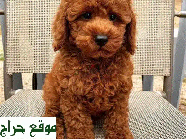 جرو لابرادور أصيل للبيع في الكويت: رفيقك العائلي الوفي بانتظارك! تواصل واتساب +96560428552