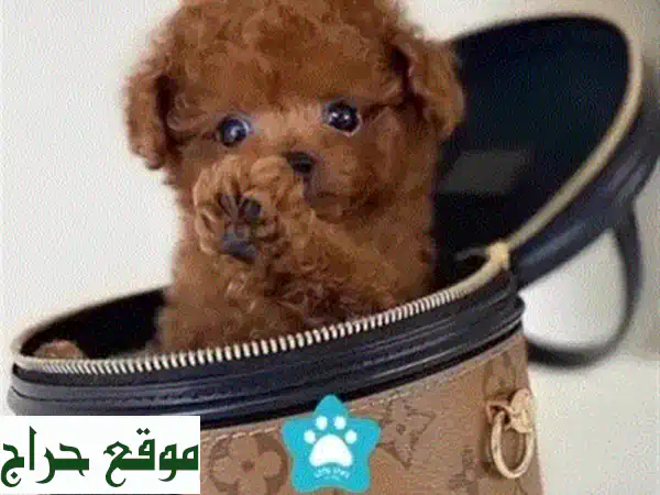 جرو مالتي بو بيور حجم صغير | مستورد أوكراني | جاهز لمنزلك بلبنان | توصيل ودفع فيزا
