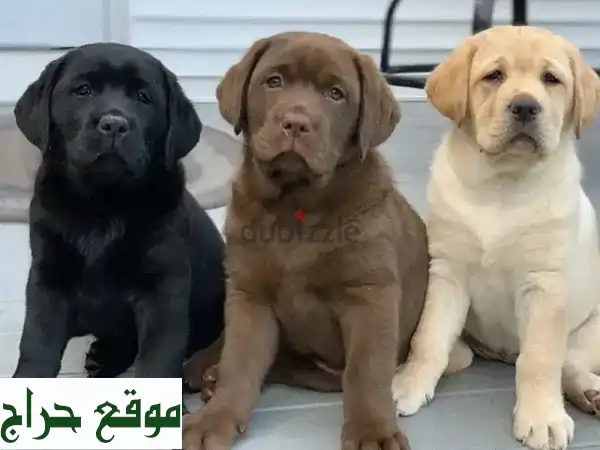 جرو لابرادور أصيل للبيع في الكويت: رفيقك العائلي...