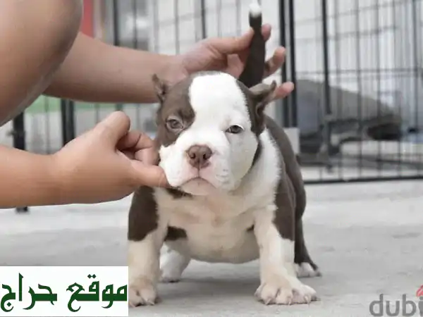 جراوي أمريكان بولي للبيع 🐾 رفقاء العمر...