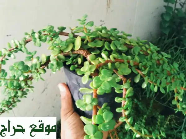 حديقتك الخضراء تبدأ من هنا! مشتل وتنسيق حدائق |...