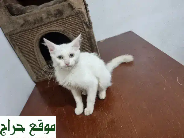 فرصة تبني: قطة بيضاء صغيرة (3 أشهر) بحاجة لمنزل دافئ...