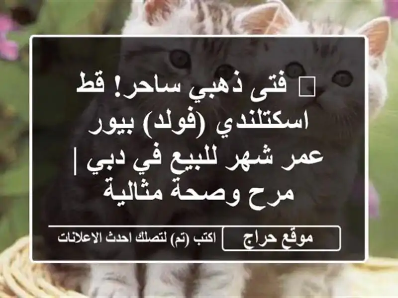 🌟 فتى ذهبي ساحر! قط اسكتلندي (فولد) بيور عمر شهر...