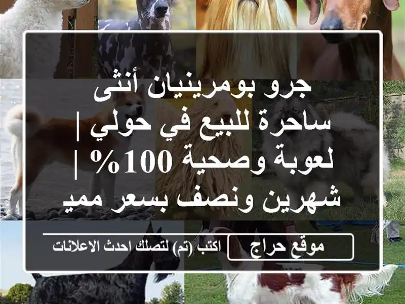 جرو بومرينيان أنثى ساحرة للبيع في حولي | لعوبة وصحية...