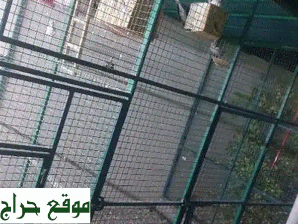 فرصة لا تعوض! طائر أليف أخضر وذكي جداً للبيع العاجل 🦜