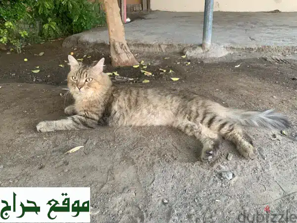 قط شيرازي ذكر أليف للبيع | رفيقك المنزلي المثالي...