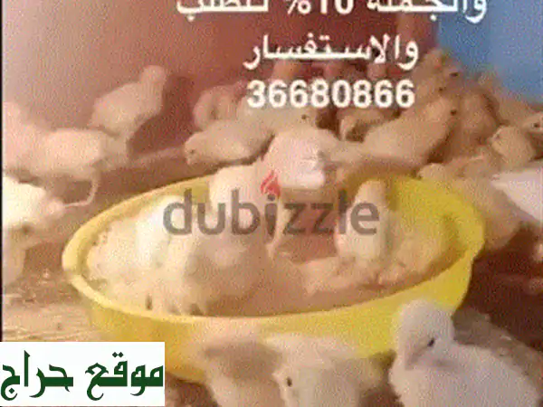 كتاكيت سمان تكساس بعمر أسبوع للبيع في شرق الحد |...