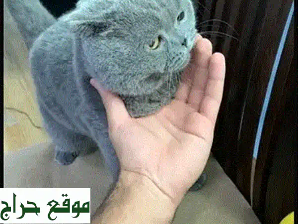 ✨ رفيقك المثالي: سيمبا (قط ذكر رمادي أليف)...