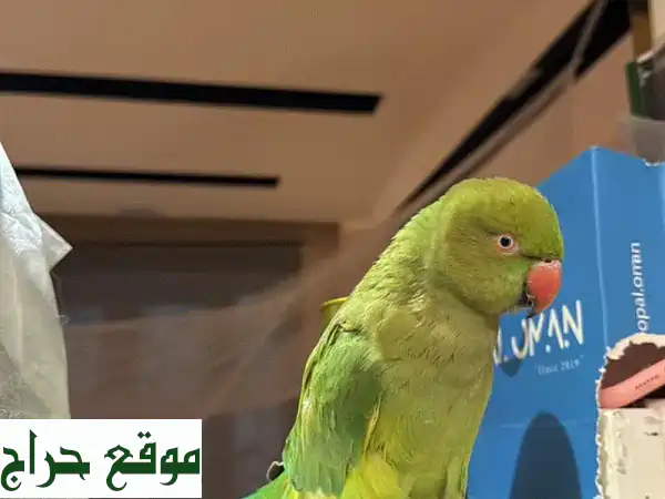 فرصة لا تعوض! طائر أليف أخضر وذكي جداً للبيع العاجل 🦜