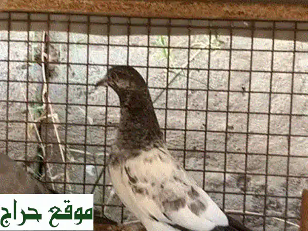 للبيع حمام باكستاني تشينا طيار أصيل: قوة، جمال،...