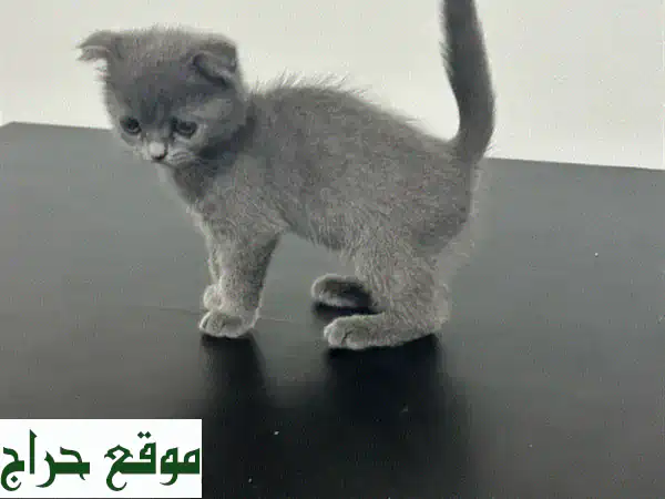 قطط سكوتش فولد للبيع | قطط سكوتش فولد صغيرة |...