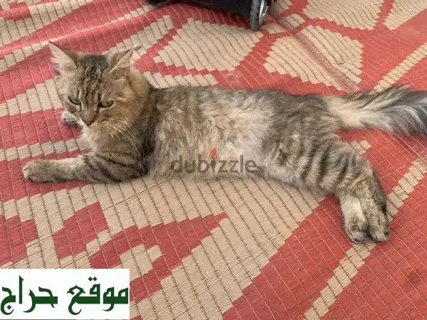 قط شيرازي ذكر أليف للبيع | رفيقك المنزلي المثالي بجمال آسر وحنان لا يقاوم!
