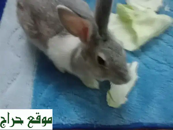 أسماك كارب للبيع: أضف لمسة ساحرة وحيوية لحوضك |...