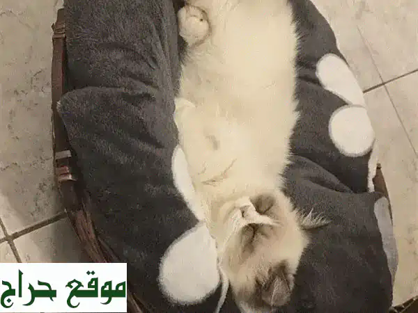فرصة ذهبية: تبني مجاني وعاجل لقطط هيمالايا...