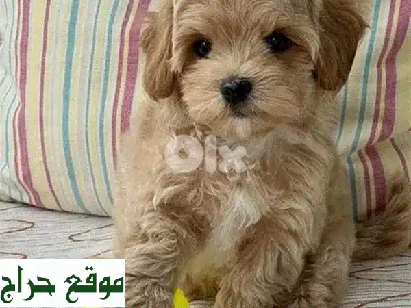 جرو مالتي بوم (Maltipoo) تي كب مستورد للبيع - رفيقك...