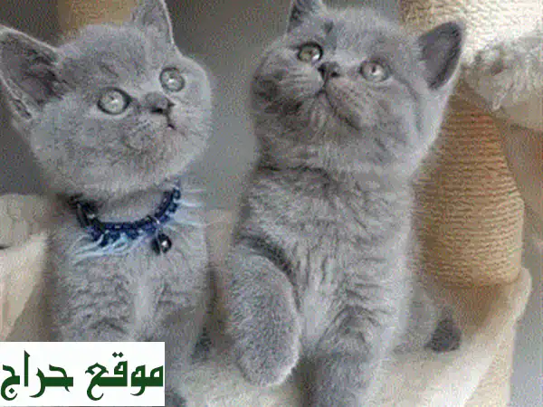 تبنى الرفيق المثالي: قط هملايا ساحر بعمر شهرين - مدرب، محصن، ومرح!