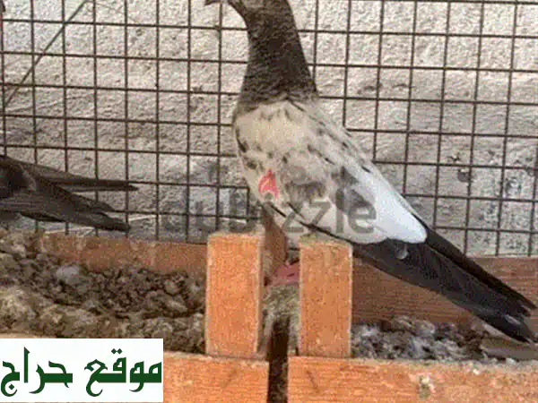 للبيع حمام باكستاني تشينا طيار أصيل: قوة، جمال، وأداء خرافي في سماء بيتك!