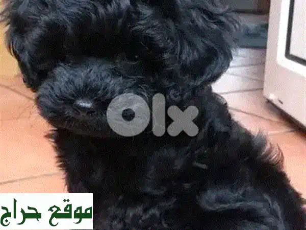 جرو مالتي بوم (Maltipoo) تي كب مستورد للبيع - رفيقك الصغير المثالي | نقاء سلالة وهايبو أليرجينيك
