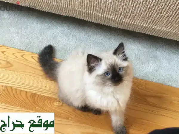 تبنى الرفيق المثالي: قط هملايا ساحر بعمر شهرين -...