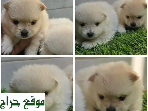 لا تفوت! 🐶 3 جراء بوميرانيان رائعة للبيع - عمر...