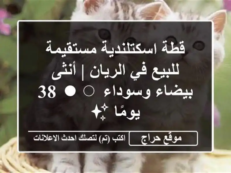 قطة اسكتلندية مستقيمة للبيع في الريان | أنثى...