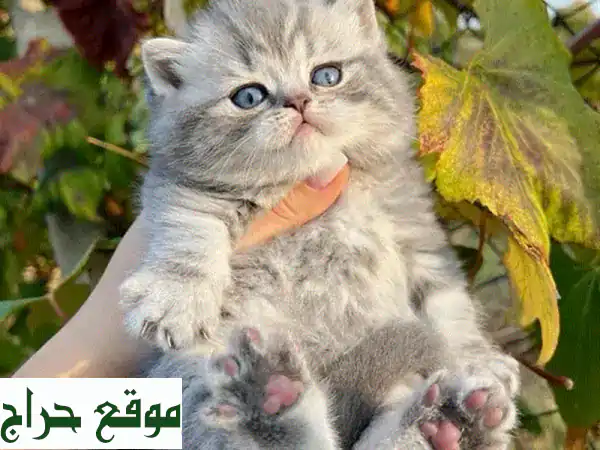 فرصة ذهبية: قطة بريتيش شورت هير ليلك أنثى (250$) -...