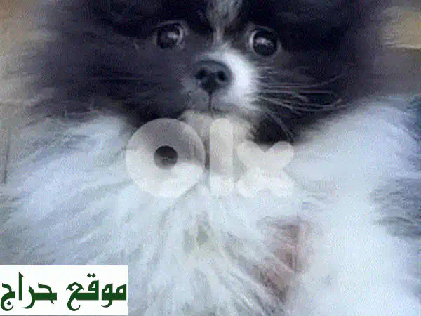 جرو بيتبول أسود أصيل للبيع 🐾 | كلاب بيتبول نقية مطعمة | زيارة المتجر