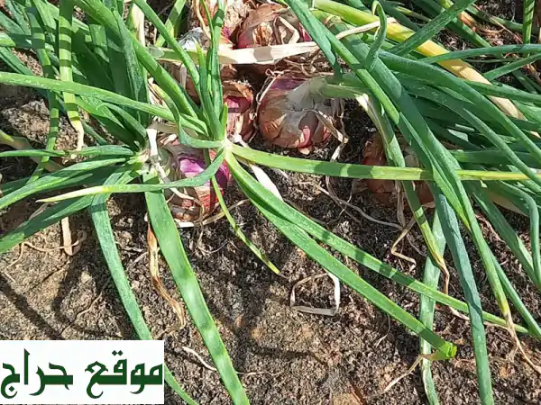 فرصة استثمارية ذهبية: رشاش محوري 7 أبراج للبيع -...