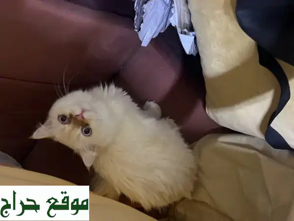 فرصة ذهبية: قطة هملايا رائعة (8 أشهر) للبيع -...