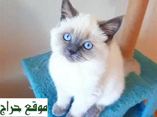 فرصة ذهبية: قطة بريتيش شورت هير ليلك أنثى (250$) - جاهزة لمنزل دافئ!