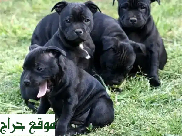 جرو بيتبول أسود أصيل للبيع 🐾 | كلاب بيتبول نقية مطعمة...