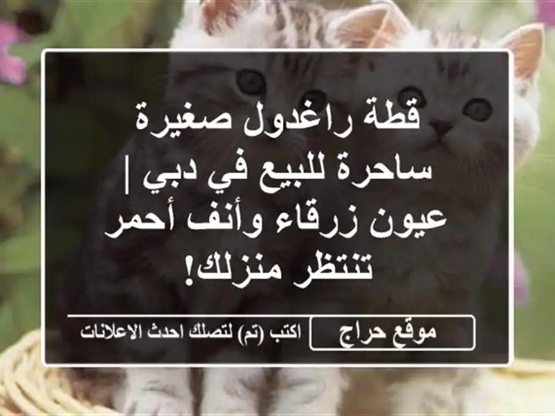 قطة راغدول صغيرة ساحرة للبيع في دبي | عيون زرقاء...
