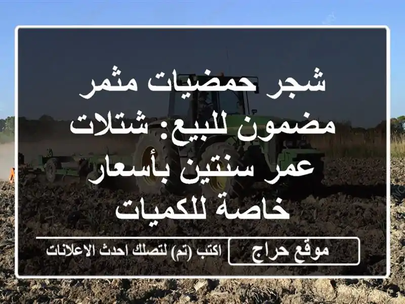 شجر حمضيات مثمر مضمون للبيع: شتلات عمر سنتين...