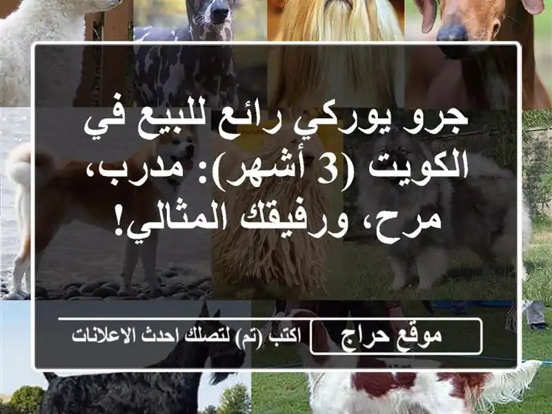جرو يوركي رائع للبيع في الكويت (3 أشهر): مدرب،...