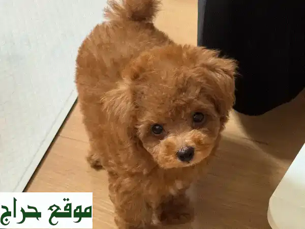جرو توي بودل Leo للبيع: رفيقك المرح والمدلل بانتظارك!