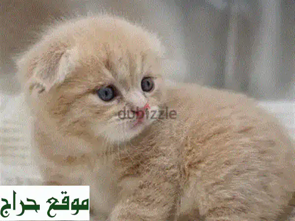قطط راغدول للبيع: رفقاء الأحلام الأصيلون بضمان صحي ورعاية منزلية!