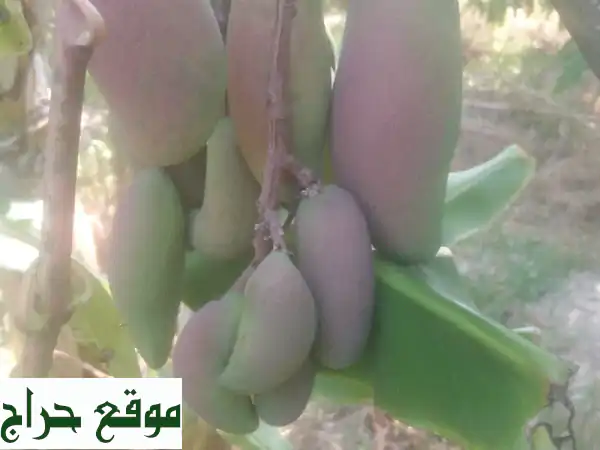 خدمات تطعيم وتقليم أشجار الفاكهة والموالح | فني...