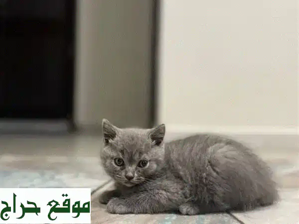 قطط بريطانية وسكوتش فولد للبيع في طرابلس | جرعة حب بانتظارك! 🐾