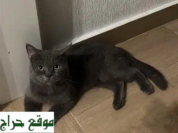 🐾 قط بريطاني قصير الشعر ذكر للبيع | جمال هادئ...