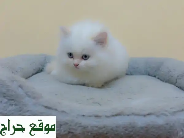 فرصة لا تعوض: قط شيرازي بيور عيون زرقاء مستوى توب...